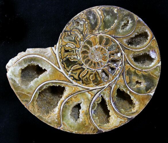 Sliced Phylloceras Ammonite (Half) - #23211